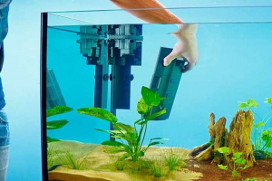 Hogyan telepítsünk szűrőt az akváriumba?